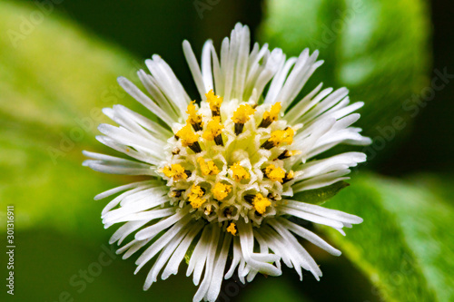 macro photo of false daisy
