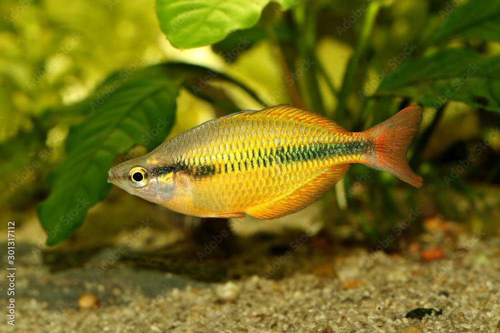 Fototapeta premium Lake Tebera rainbowfish Aquarium fish Melanotaenia herbertaxelrodi