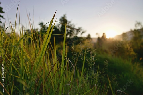 green grass and sky in sun set