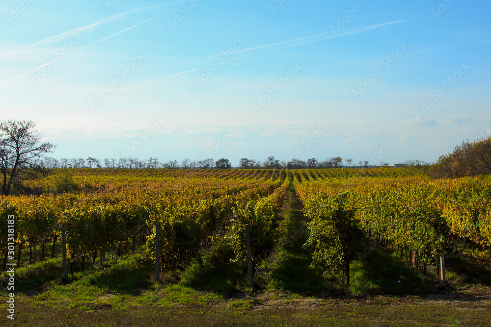 Vineyard, nature landscape