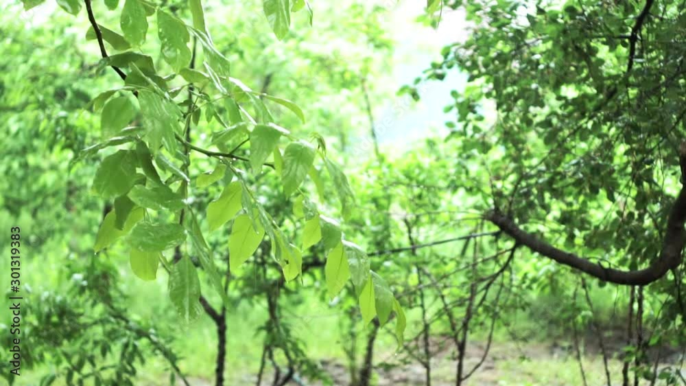 Wet tree branch and downpour close up. Green tree in blurred background of rain. Blurred rain background for your design. slow motion, soft focus, selective focus, abstraction Wet tree branch and downpour close up. Green tree in blurred background of rain. Blurred rain background for your design. slow motion, soft focus, selective focus, abstraction