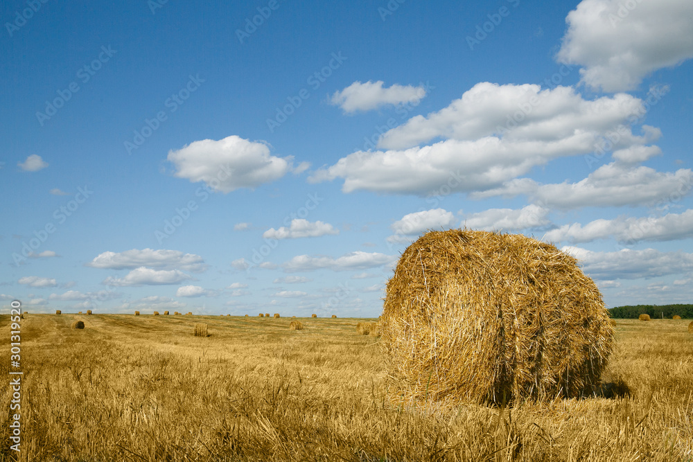 Round straw bales in russian fields on sunset Round straw bales in russian fields on sunset