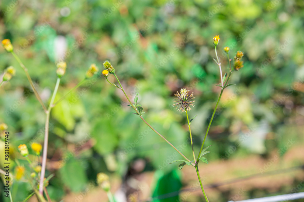 ひっつき虫 センダングサ ひっつき虫 センダングサ
