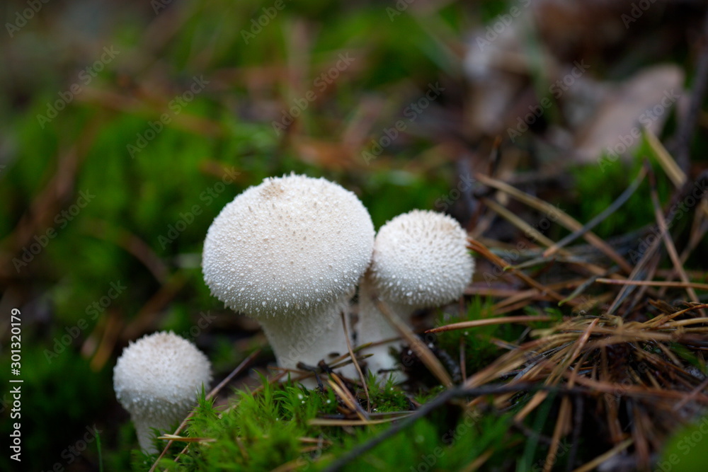 Stäubling - Pilz Stäubling - Pilz