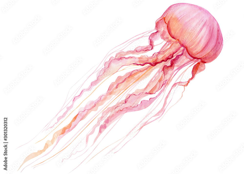 pink jellyfish on an isolated white background, watercolor illustration