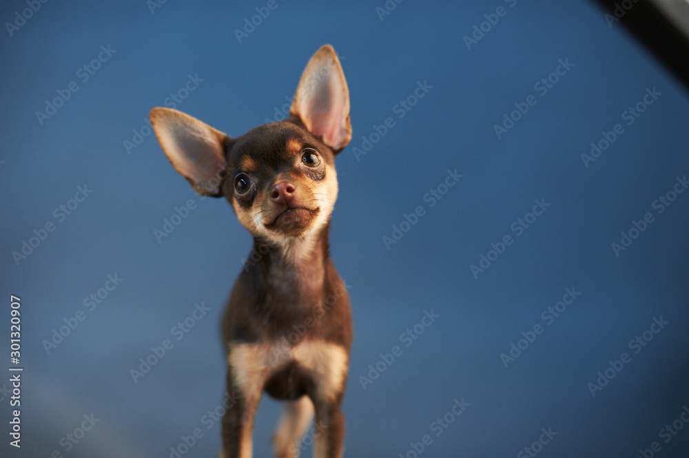 Beautiful Russian Toy Terrier on a blue background