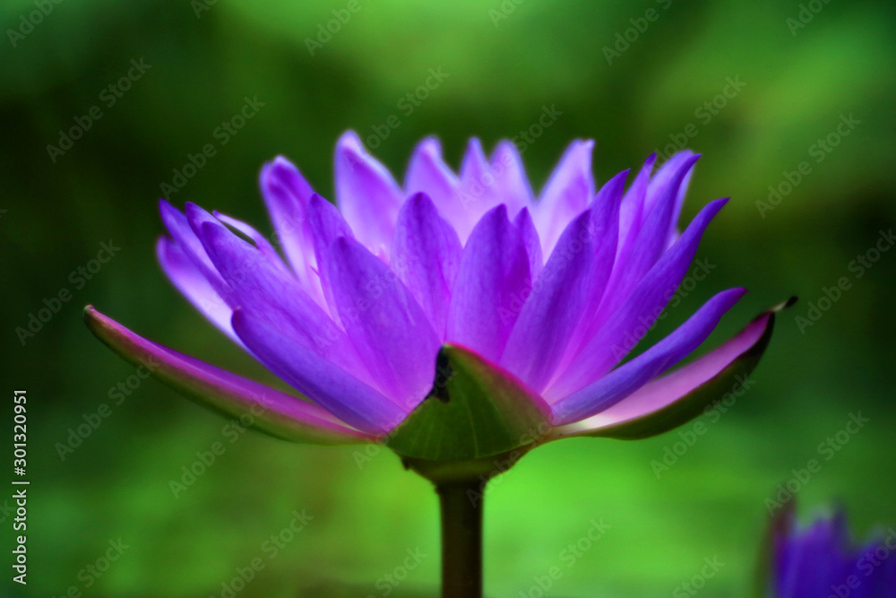 A purple lotus flower is blooming in the summer pond, which is more beautiful and outstanding against the backdrop of blurred background. A purple lotus flower is blooming in the summer pond, which is more beautiful and outstanding against the backdrop of blurred background.