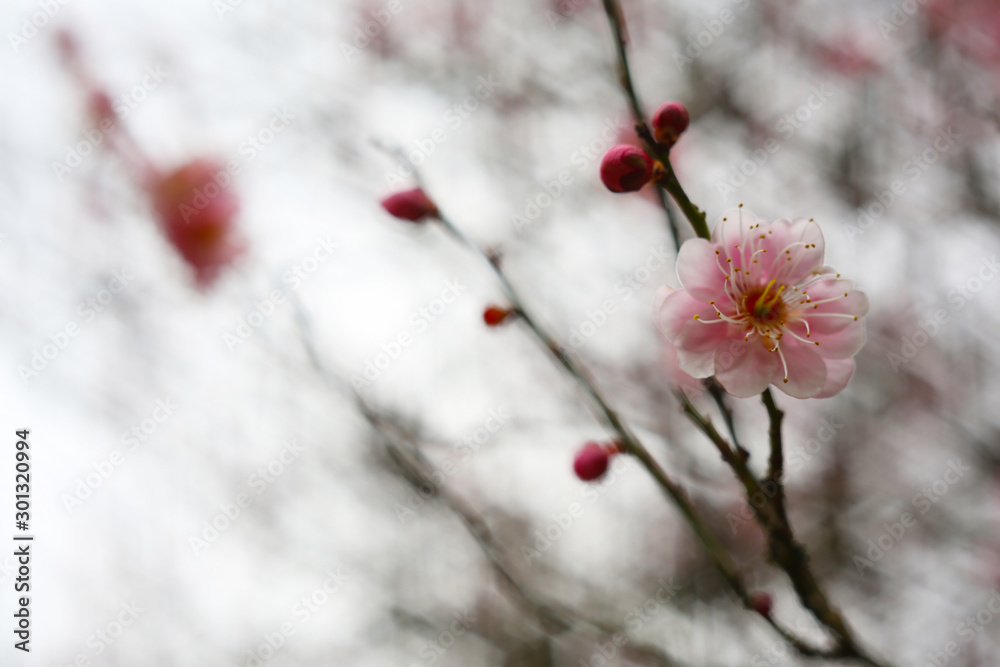 A pink plum blossom blooms completely between the sparse branches, which is particularly beautiful and outstanding.