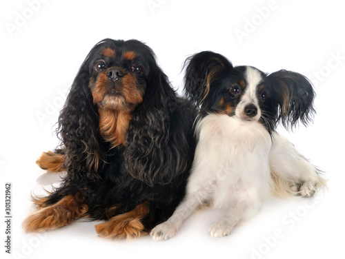 cavalier king charles and papillon