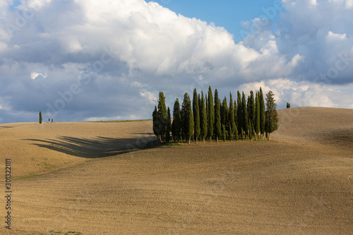 Cypress Trees in San Quirico D  orcia Tuscany italy