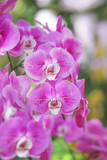 Pink or Purple orchid flowers in garden