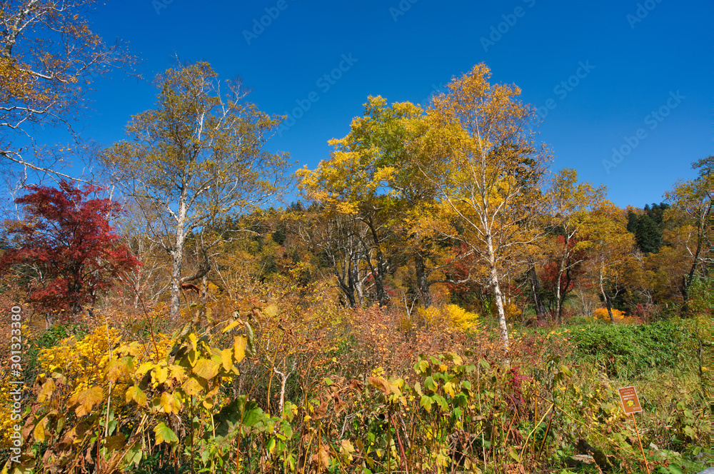 Fototapeta premium 旭岳の紅葉