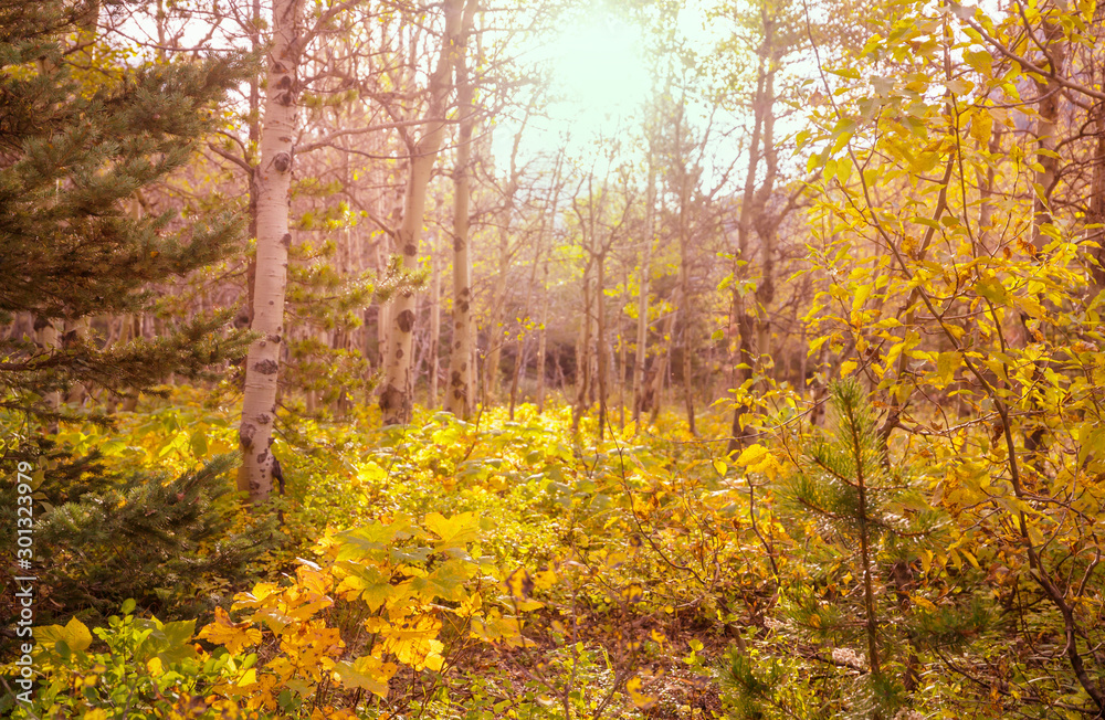 Fototapeta premium Autumn forest