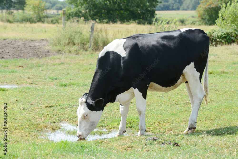 cow standing on pasture and drink water