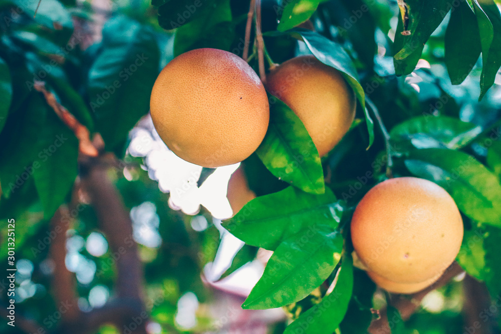 Ripe oranges on a tree branch, succulent green leaves, bright sky in the background.