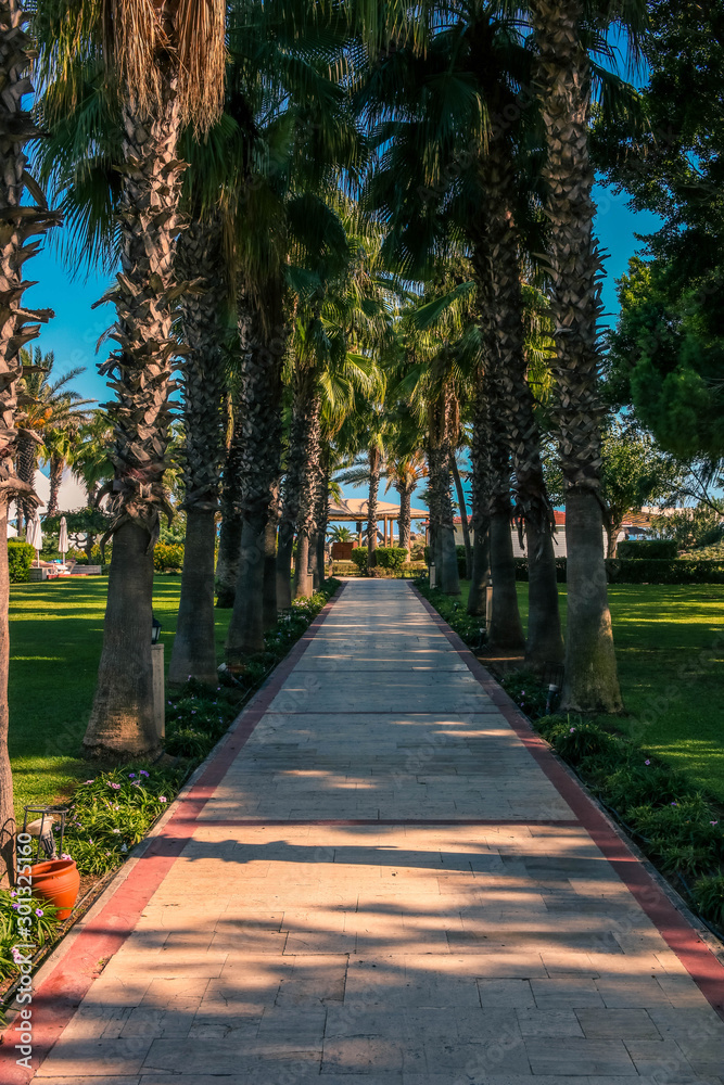 Paved path among palm trees leading to tropical beach on sunny day.