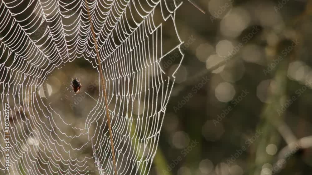 Spider orb dancing in the morning mist