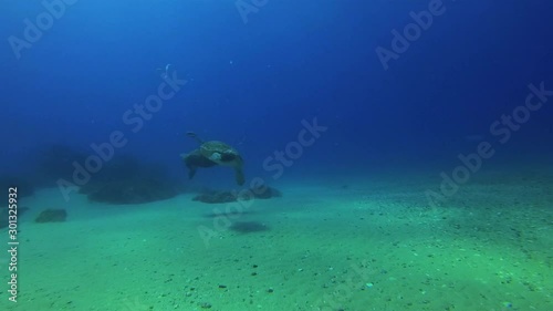 Green Turtles Pair. Sea Turtles Swimming Together. Joyful Calm & Graceful Marine Turtles In Beautiful Peaceful Sunlit Blue Sea Water Reef. Colourful Gentle Marine Life Underwater & Aquatic Wildlife