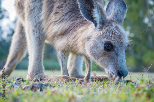 Fototapeta Naklejka Na Ścianę i Meble -  A joey eating grass in the wild in Coombabah Queensland 