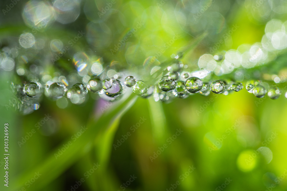 Dewdrops on the spider web above green grass