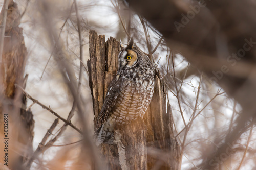 Long eared owl in a boreal forest, Quebec, Canada.