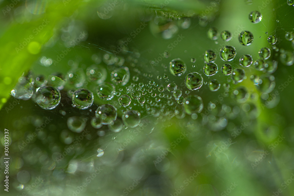 Dewdrops on the spider web above green grass