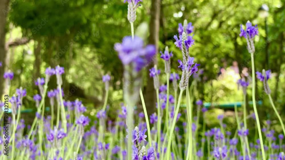 Beautiful flowers in blooming motion scene nature landscape backgrounds Beautiful flowers in blooming motion scene nature landscape backgrounds