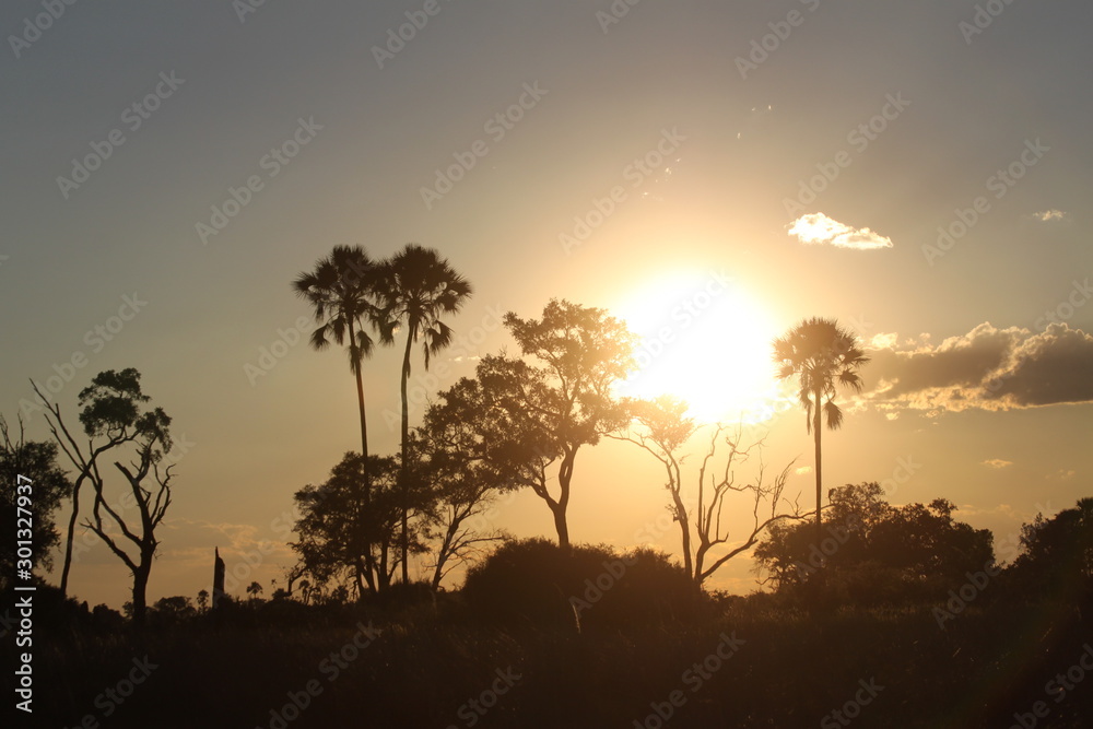 Beautiful sunset in the okavango delta savannah 