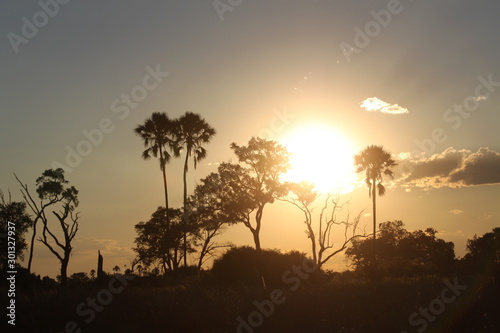 Beautiful sunset in the okavango delta savannah 