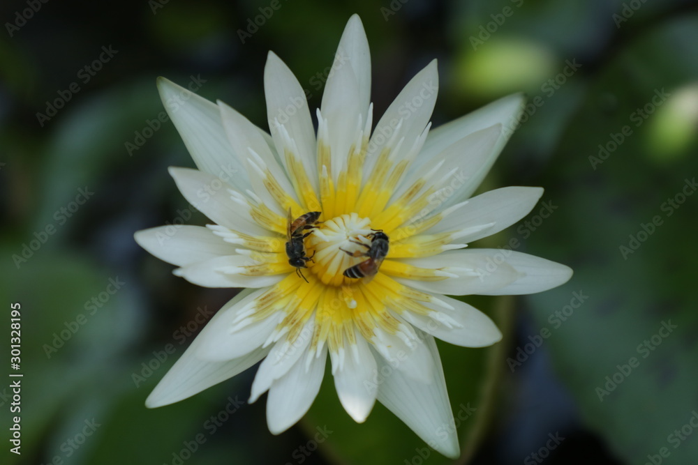 lotus or purple lotus , Water Lily or Nymphaea lotus and bee lotus or purple lotus , Water Lily or Nymphaea lotus and bee