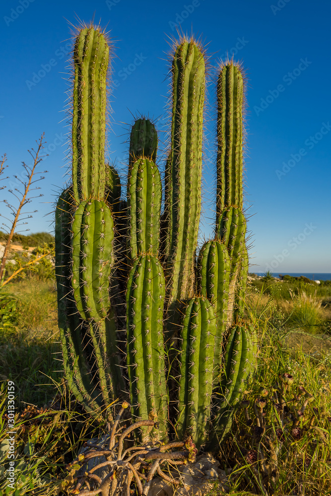 Cactus in the sculpture and cactus Park in Ayia NAPA, Ciprus. Cactus in the sculpture and cactus Park in Ayia NAPA, Ciprus.