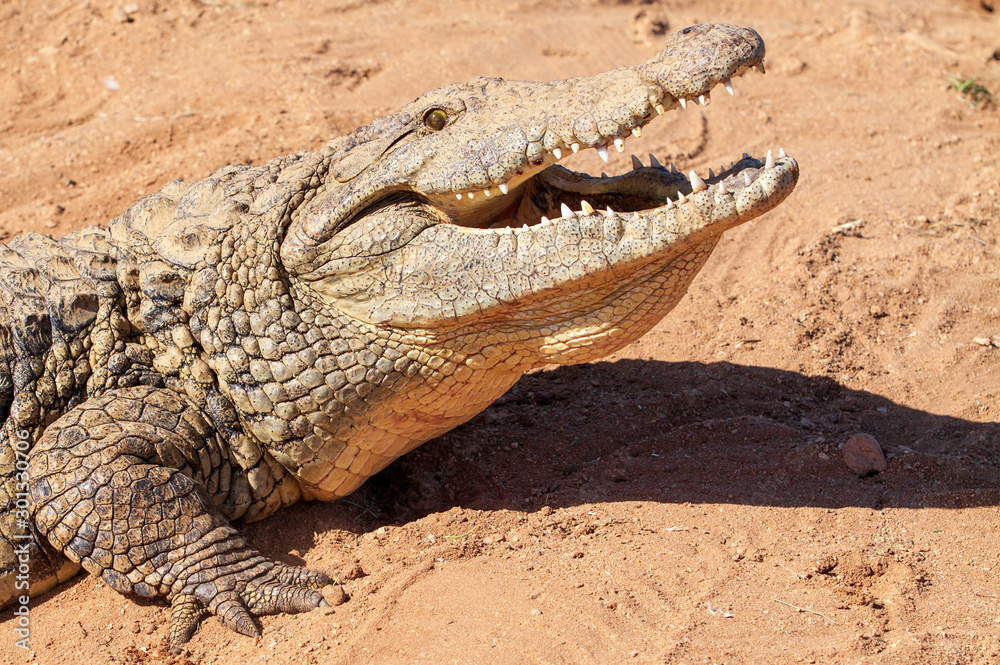 Nile Crocodile, up close, on land, sharp, clear, teeth and eyes, croc, Nile Crocodile, up close, on land, sharp, clear, teeth and eyes, croc,