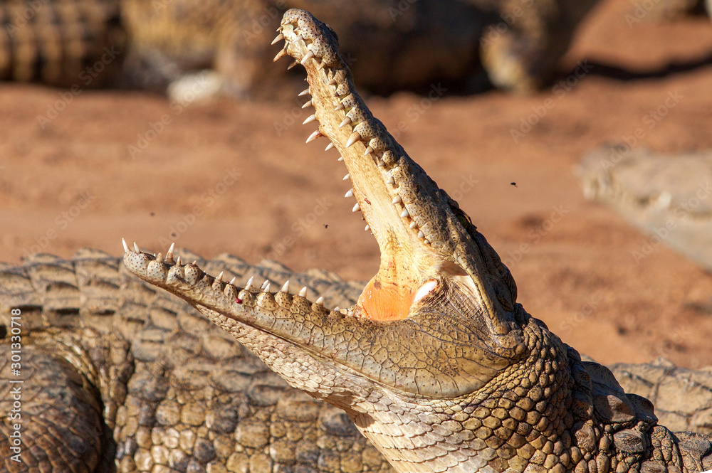 Fototapeta premium Nile crocodile, croc, mouth wide open, teeth showing, up close, see inside mouth, on land, flies buzzing