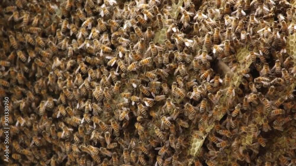 Natural, healthy bee colony settled under a house roof Natural, healthy bee colony settled under a house roof