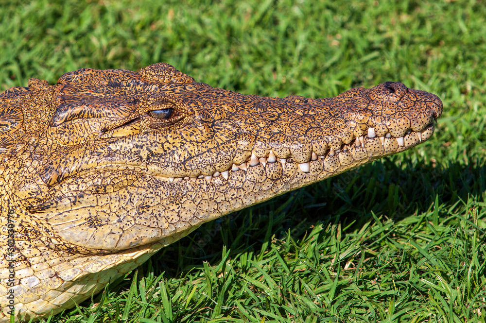 Nile crocodile, croc, on land, in grass, hiding, camouflaged, sneeky, Nile crocodile, croc, on land, in grass, hiding, camouflaged, sneeky,
