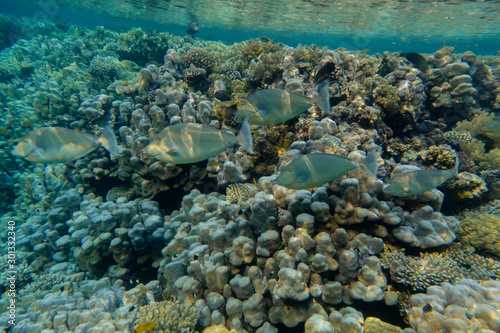 Kurznasendoktorfisch vor Korallen