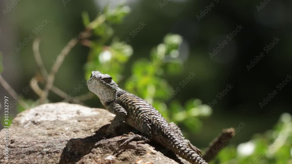Spiny lizards of mexico Sceloporus mucronatus o S. torquatus Spiny lizards of mexico Sceloporus mucronatus o S. torquatus