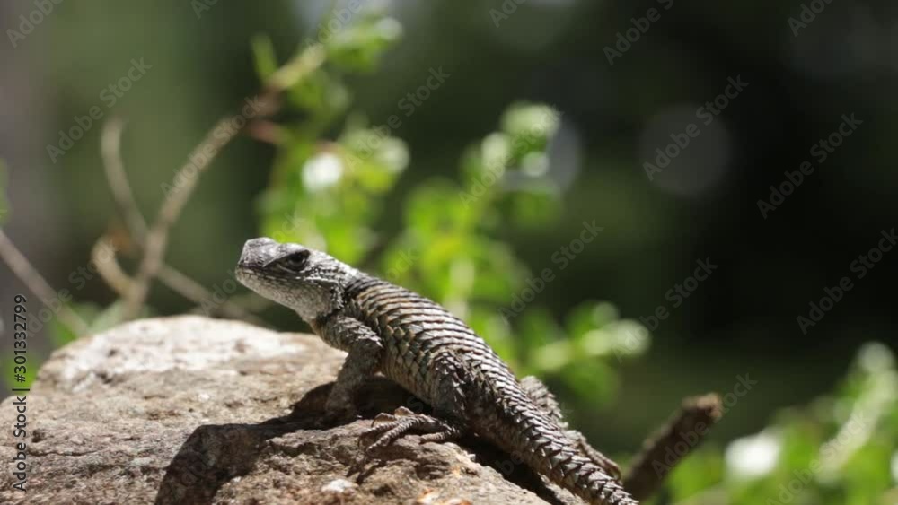 Spiny lizards of mexico Sceloporus mucronatus o S. torquatus Spiny lizards of mexico Sceloporus mucronatus o S. torquatus