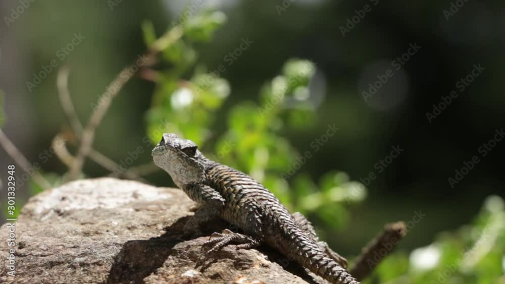 Spiny lizards of mexico Sceloporus mucronatus o S. torquatus Spiny lizards of mexico Sceloporus mucronatus o S. torquatus