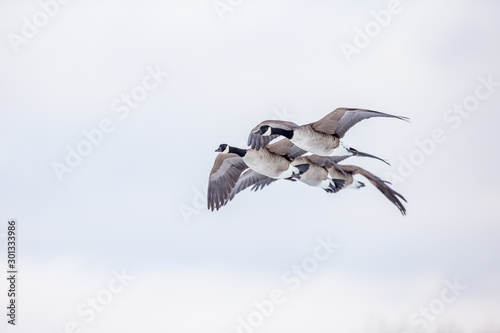 Canada geese flying in a park in Quebec, Canada.