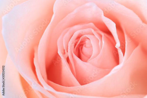 Pink rose flower close up.