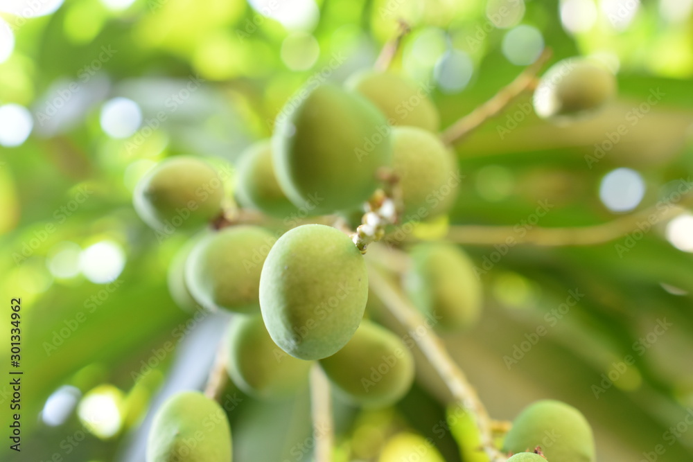 small green mango on the tree before cutting for sale in my little garden small green mango on the tree before cutting for sale in my little garden