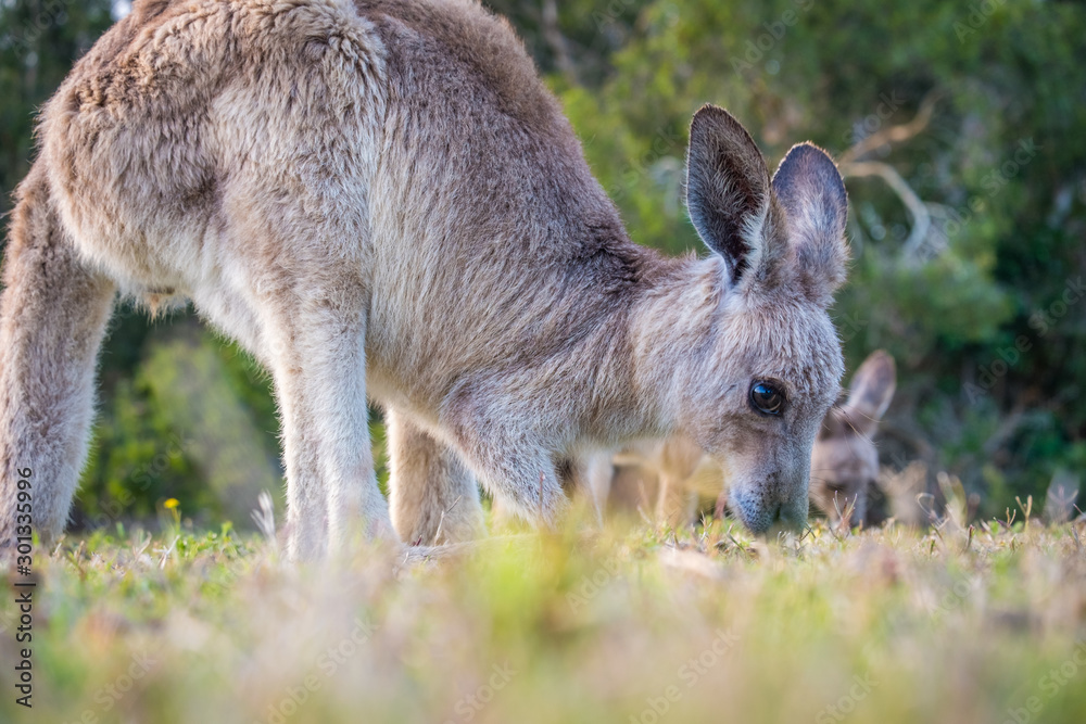 A curious joey in the wild in Coombabah Queensland