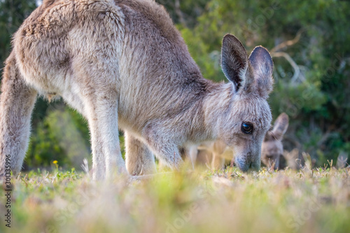 A curious joey in the wild in Coombabah Queensland