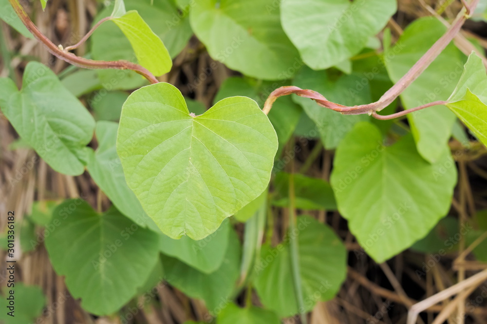 Green leaf shape heart of Devil's Trumpet with green nature blurred background, hallucinogen plant known as jimson weed, devils snare, jamestown weed, Green leaf shape heart of Devil's Trumpet with green nature blurred background, hallucinogen plant known as jimson weed, devils snare, jamestown weed,