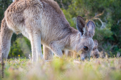 A Joey eating grass in the wild in Coombabah Queensland 