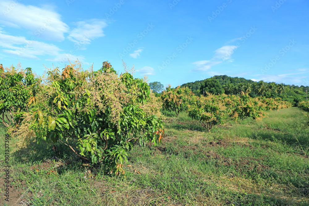 Mango trees in field with bunches of mango flowers.