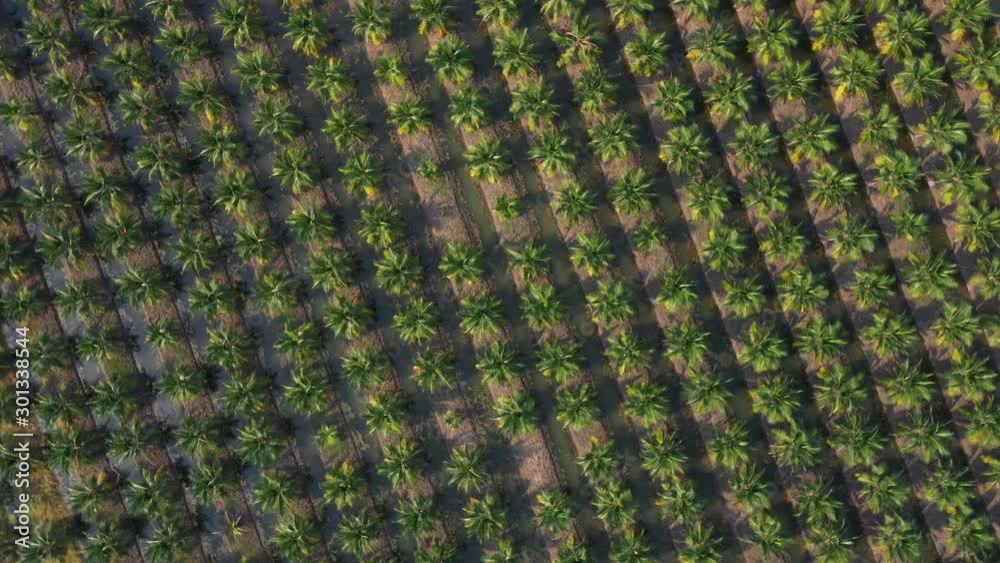 Aerial top view Plantation of sweet coconut trees, Ratchaburi, Thailand Aerial top view Plantation of sweet coconut trees, Ratchaburi, Thailand