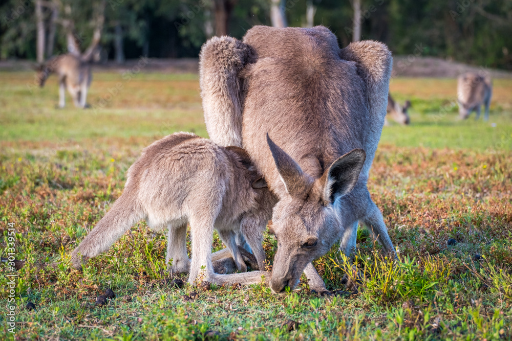 A kangaroo and joey in the wild in Coombabah Queensland A kangaroo and joey in the wild in Coombabah Queensland