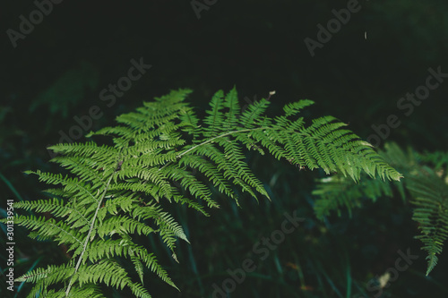 Fototapeta Naklejka Na Ścianę i Meble -  Natural green plants fern in the mountain